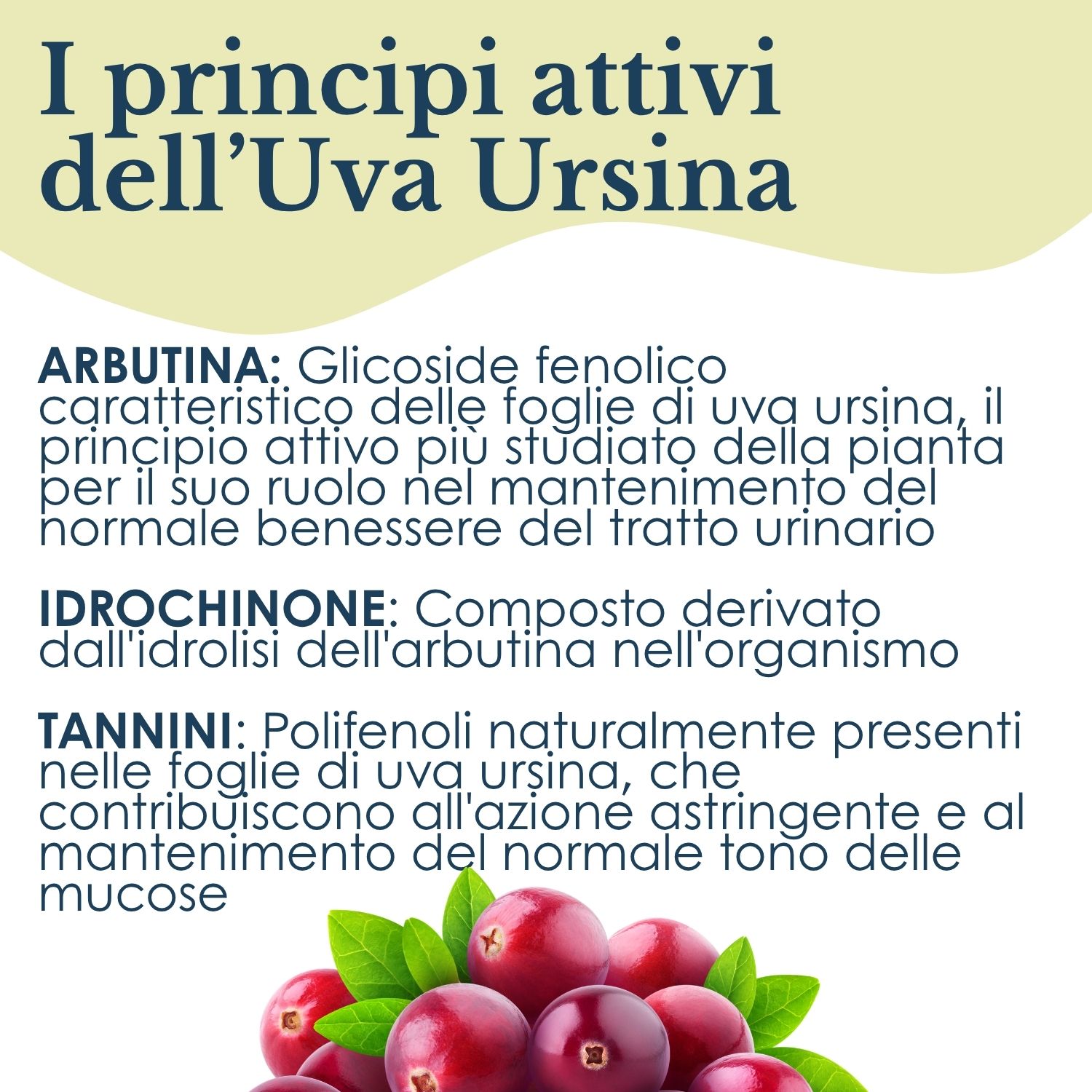UVA URSINA 100CPS 430MG