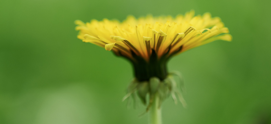Benefici del tarassaco: scopriamo a cosa serve questa pianta