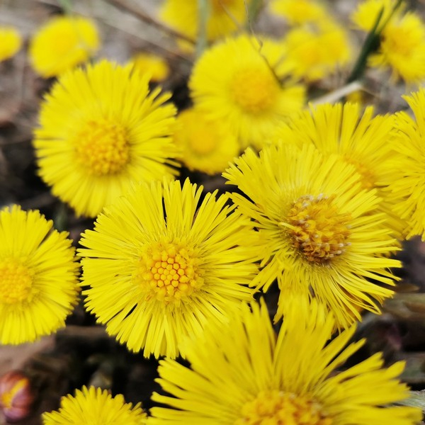 RAUSCH BALS A/FORF TUSSIL150ML