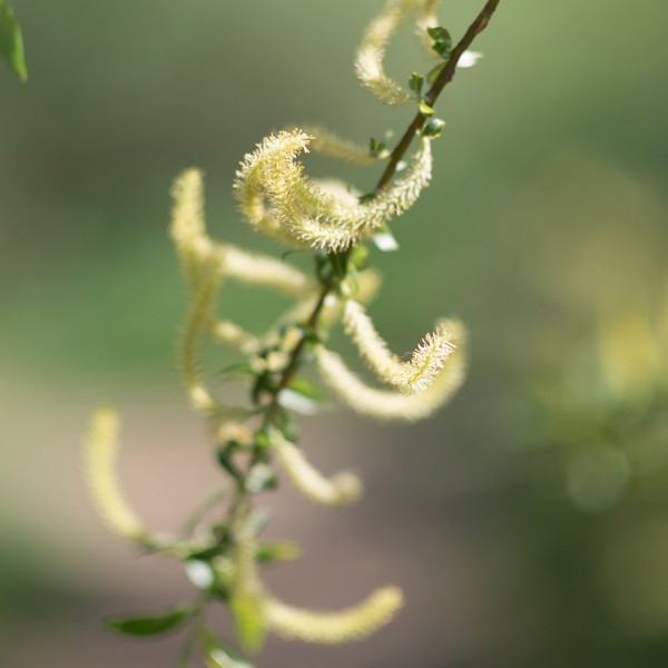 RAUSCH BALS SPEC CORT SAL150ML