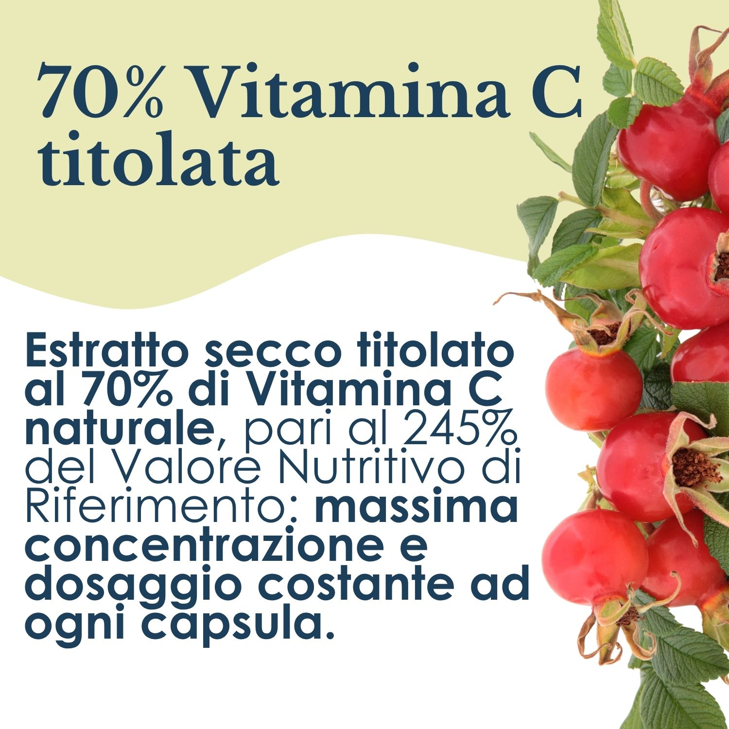 Erbex Rosa Canina Integratore Ricostituente 100 Capsule