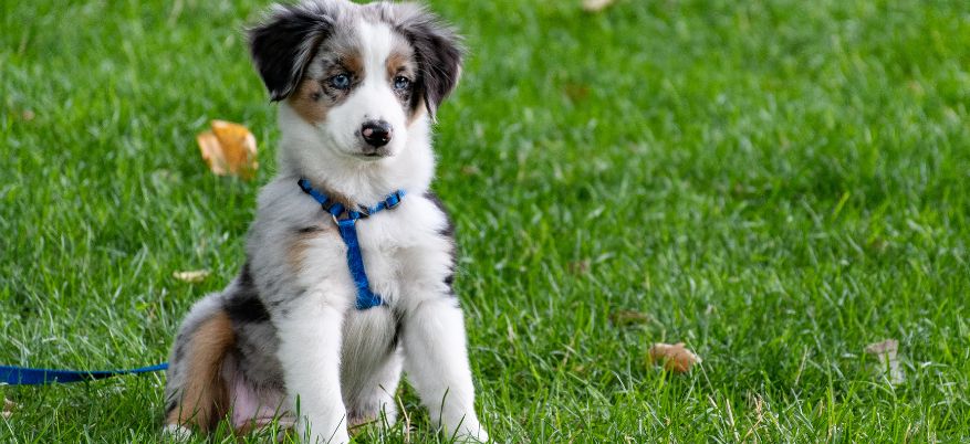 Leishmaniosi nel cane: tutto quello che devi sapere per prevenirla