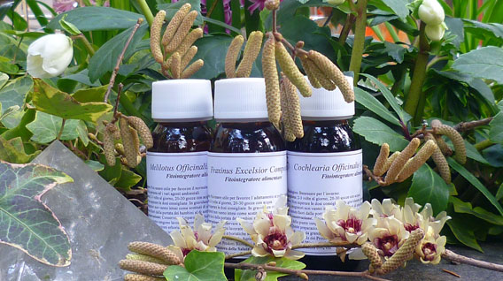 Labor Villa Stoddard LVS 70C Olea Europea Compositum