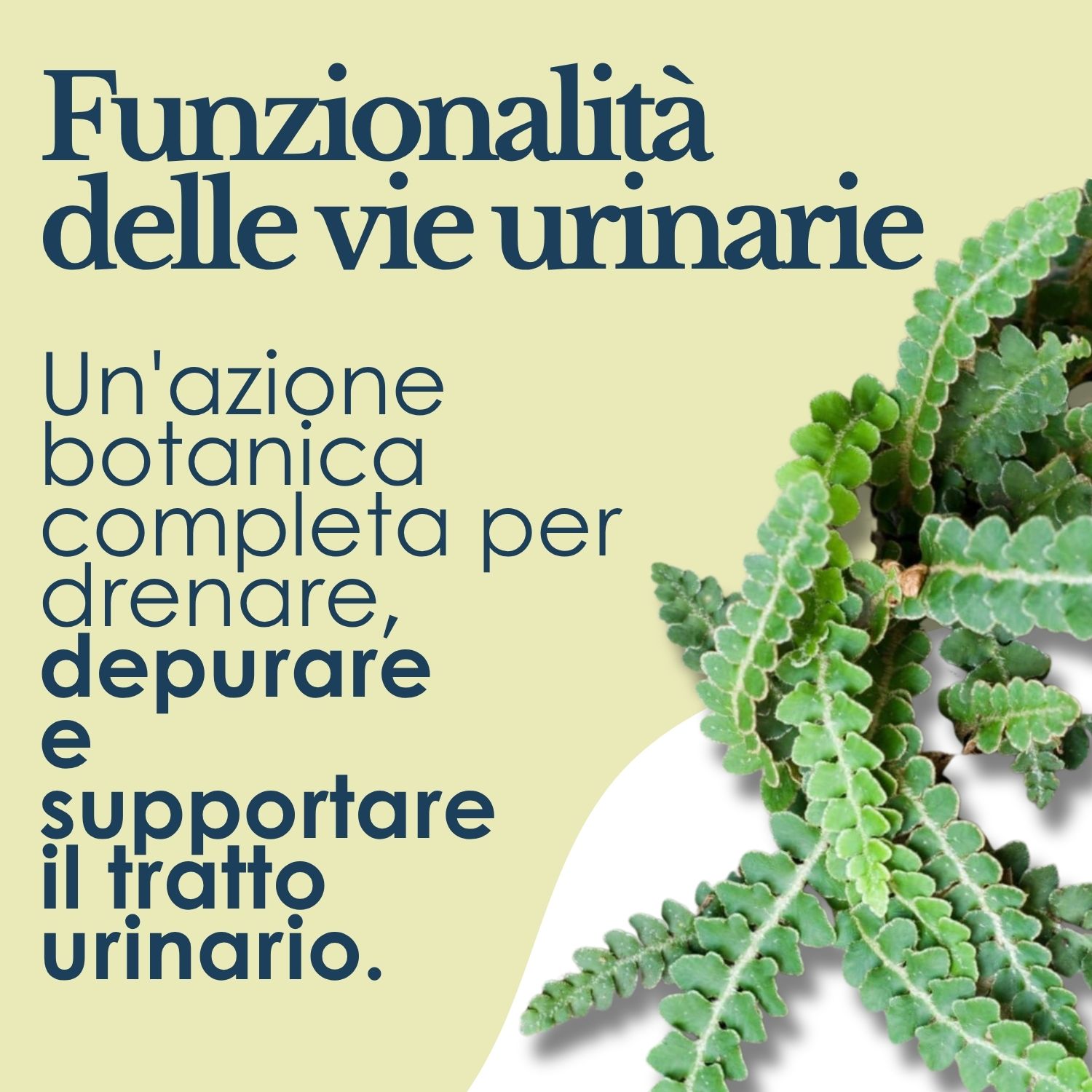 Erbex Spaccapietra Integratore Vie Urinarie 160 Compresse