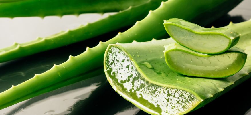Aloe vera: quali sono i benefici per la pelle e perché includerla nella tua skincare