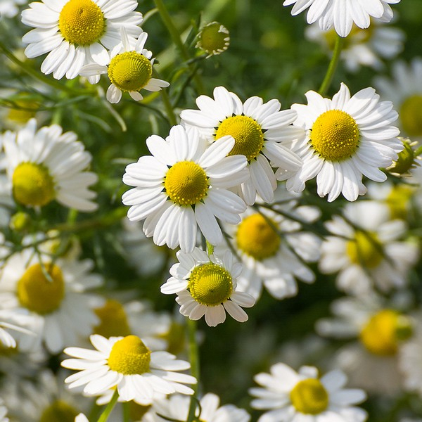 RAUSCH BALS TRATT ERBE SV150ML