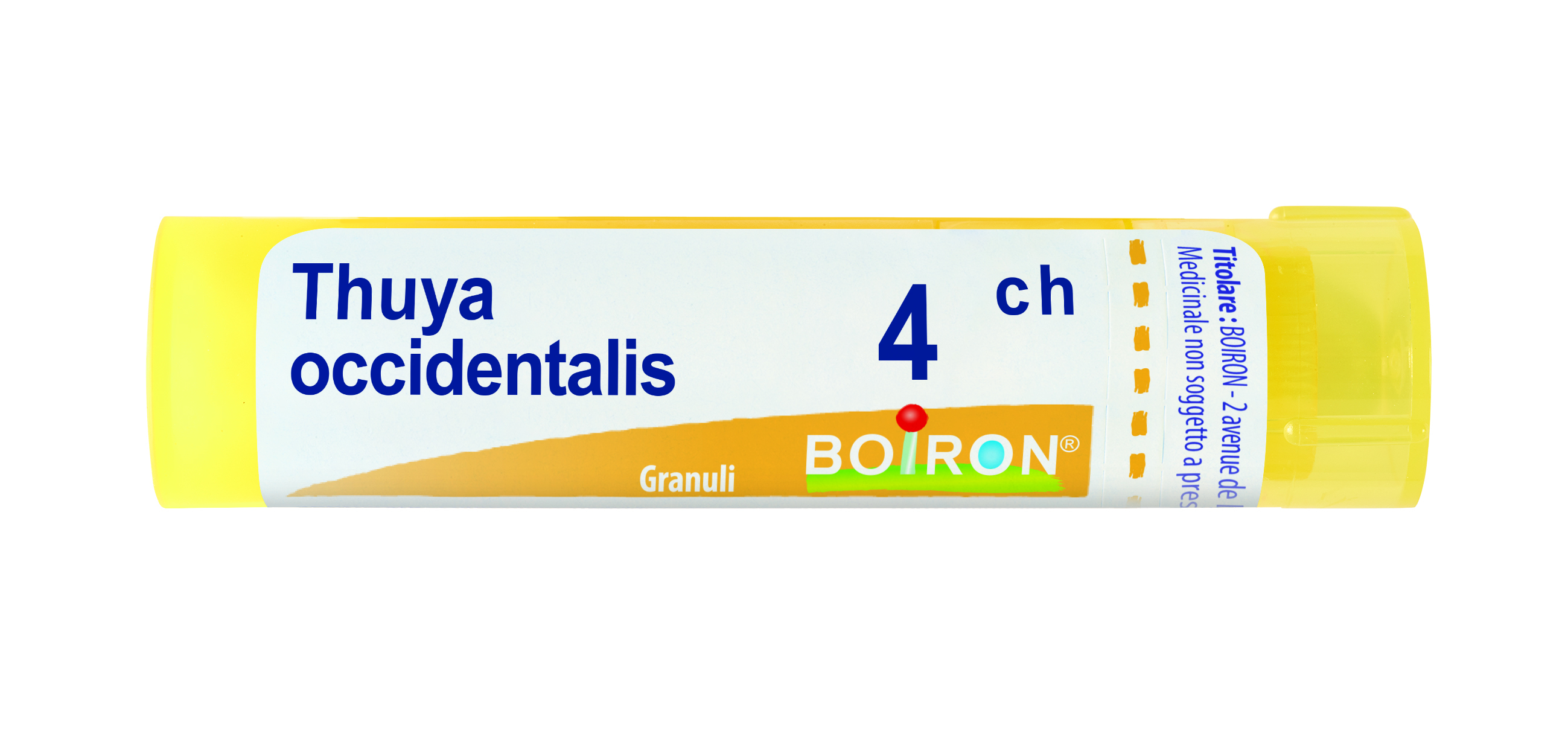 THUYA OCCIDENT 4CH GR BO