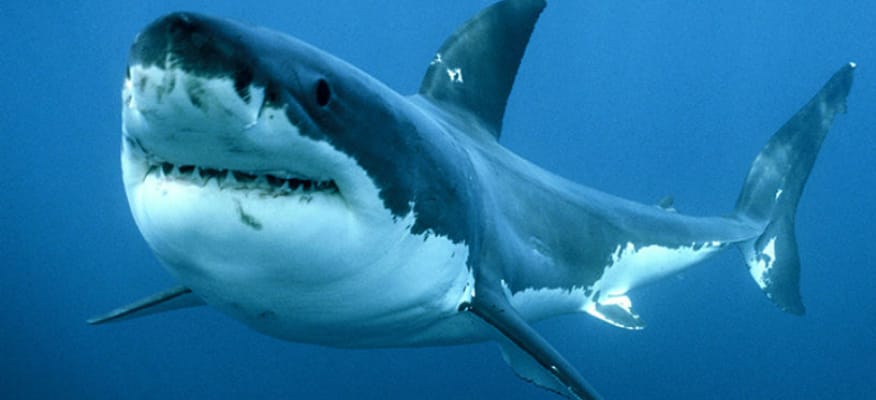 Proprietà e benefici della cartilagine di squalo