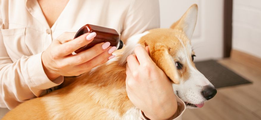 Come prevenire pulci e zecche: guida completa per proteggere cani e gatti