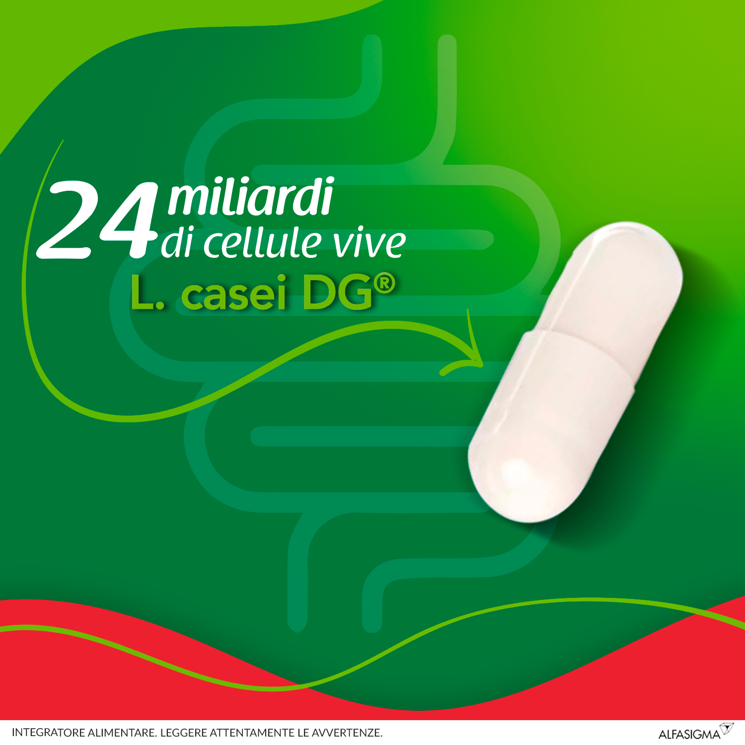 Enterolactis Plus Capsule, Integratore Alimentare con Fermenti lattici, probiotici L,Casei DG, 24 Miliardi Cellule Vive, Senza Glutine e Lattosio, 15 Capsule