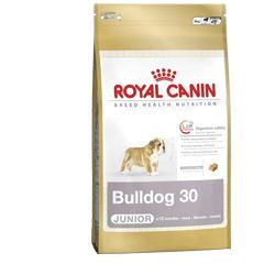 BHN BULLDOG PUPPY 3KG