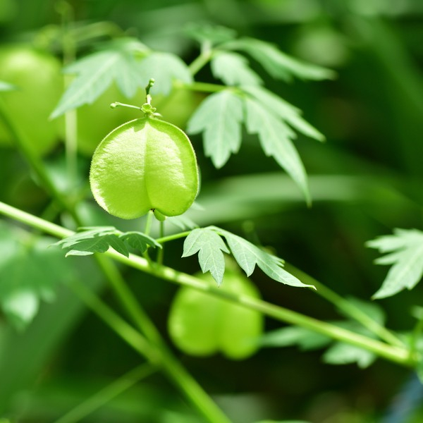 RAUSCH SH DEL CARDIOSPERM200ML