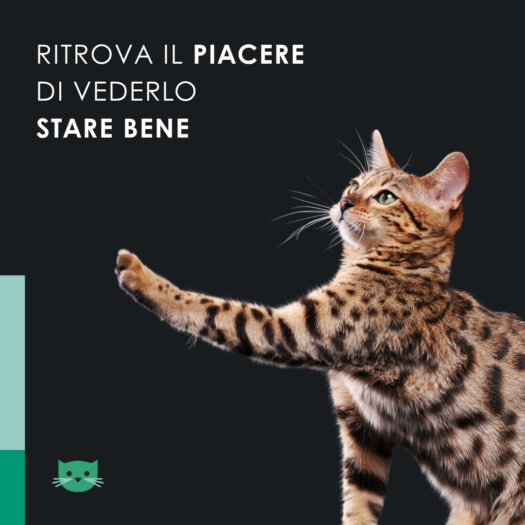 Eusphera CBD Oil Cat - Olio Calmante Naturale Per Gatti 10 ml