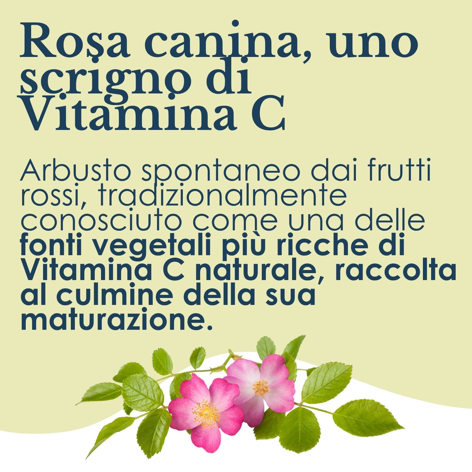 Erbex Rosa Canina Integratore Ricostituente 100 Capsule