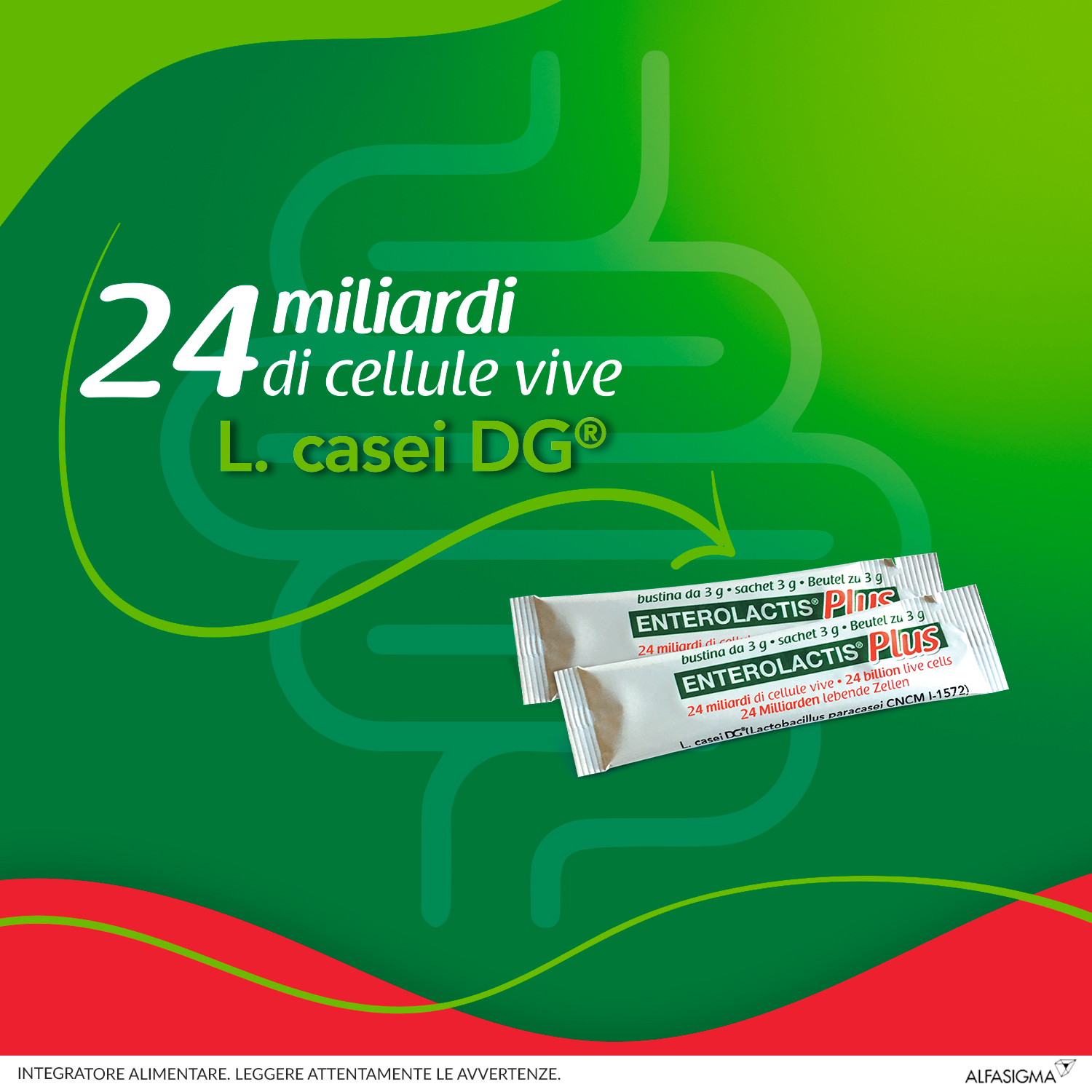 Enterolactis Plus Bustine, Integratore Alimentare con Fermenti lattici, probiotici L,Casei DG, 24 Miliardi Cellule Vive, Con Fruttosio, Senza Glutine e Lattosio, 14 Bustine da Sciogliere in Acqua
