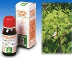 ANGELICA 55  TM  50ml