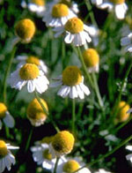 Herboplanet Azulin Gel coadiuvante nel trattamento di artrite artrosi e imperfezioni cutanee 40 ml