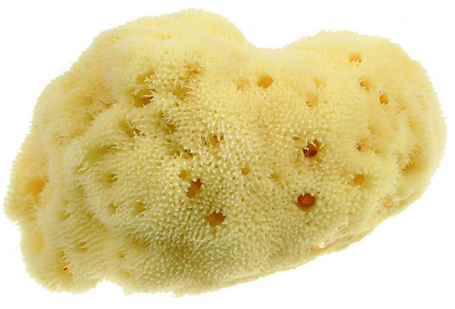 BEAUTYTIME SPUG NAT DAMA PIC