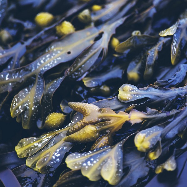 RAUSCH SH A/SEBO QUERCIA 200ML