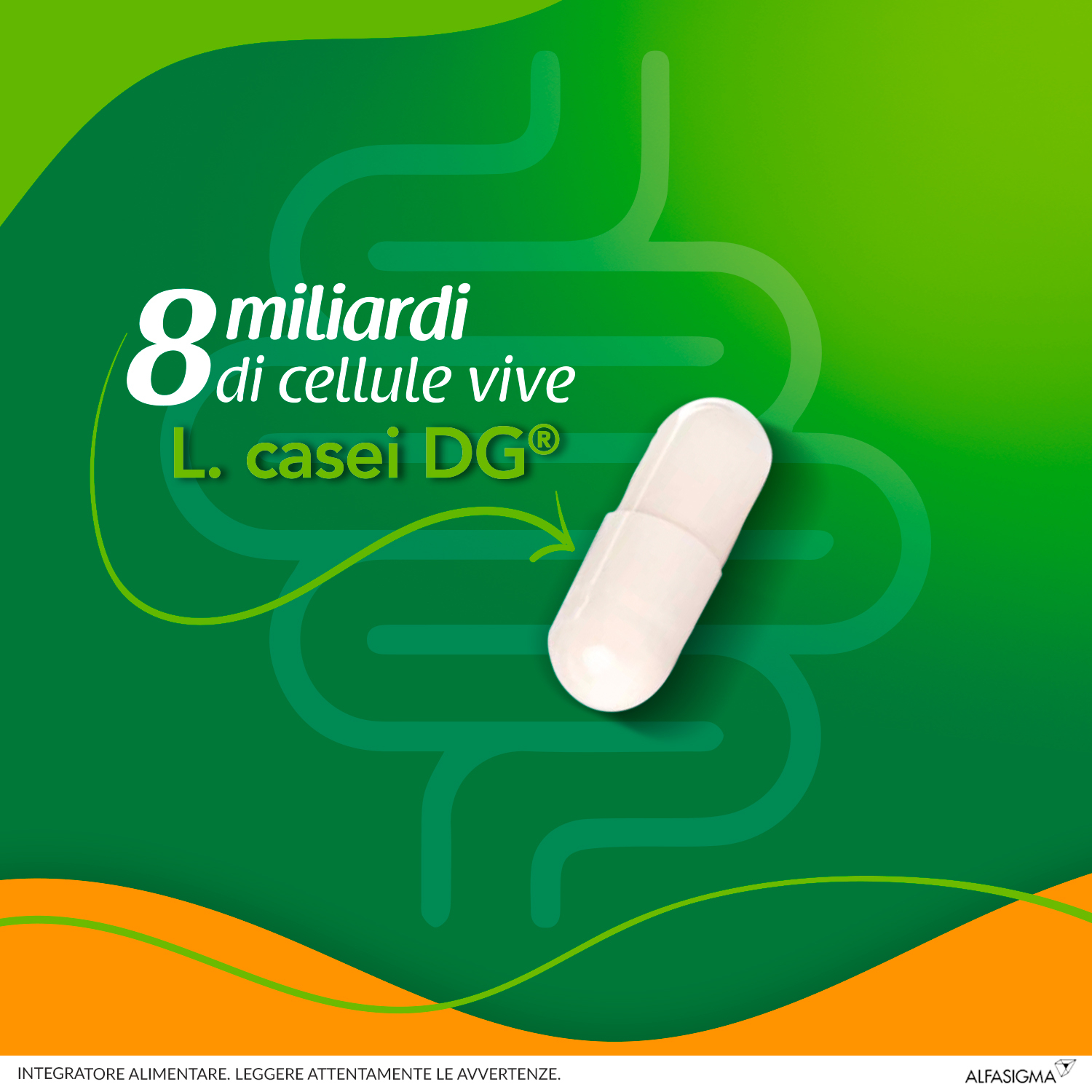 Enterolactis Capsule, Integratore Alimentare con Fermenti lattici, probiotici L,Casei DG, 8 Miliardi Cellule Vive, Senza Glutine e Lattosio, 20 Capsule