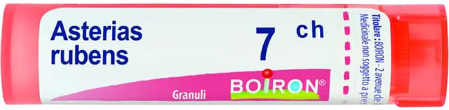 ASTERIAS RUBENS 7CH GR