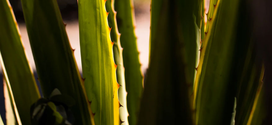 Benefici dell'aloe vera: come utilizzarla e cosa evitare