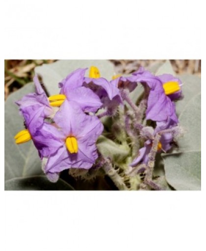 Natur Wild Potato Bush Essenza 15ml