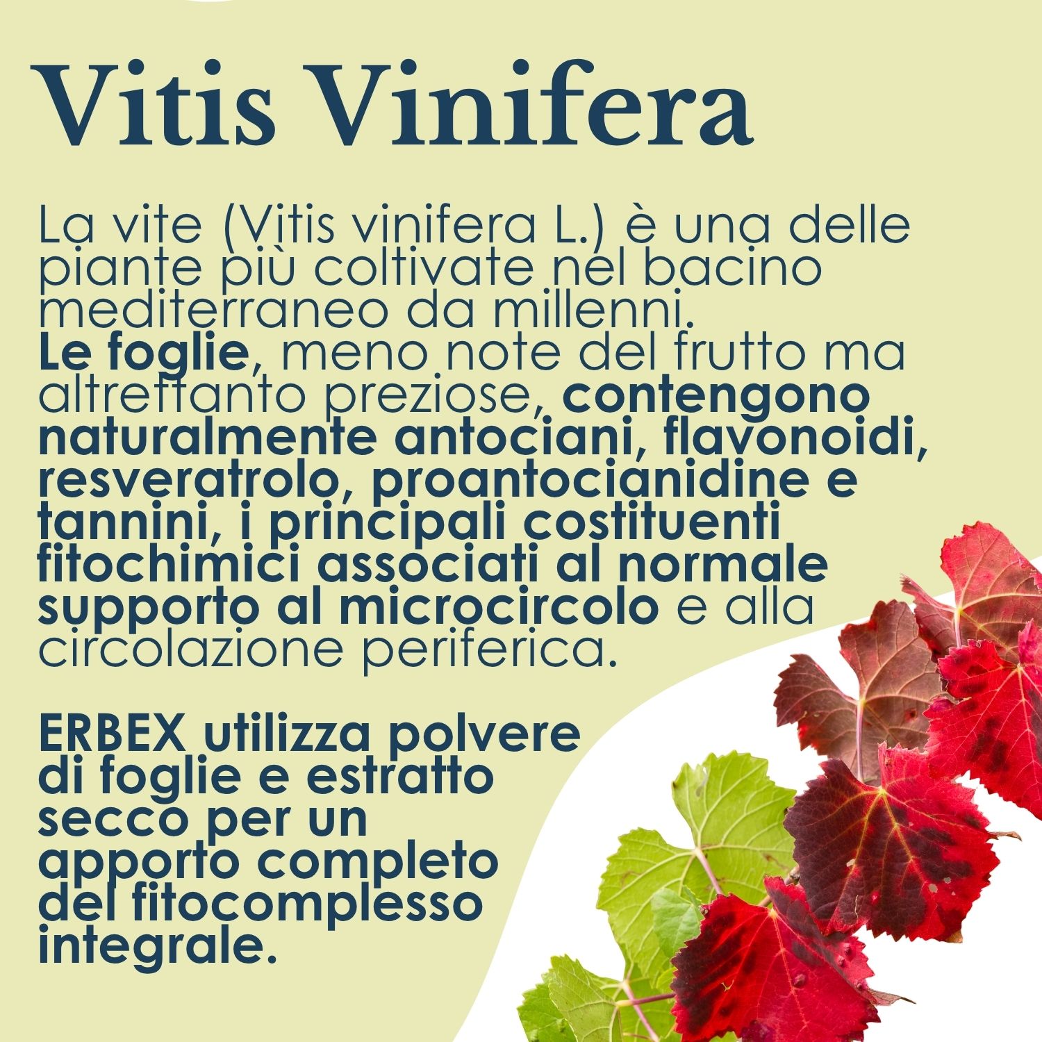 VITE ROSSA 100CPS 380MG