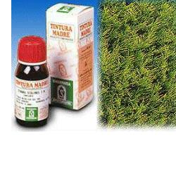 Specchiasol Cipresso 11 Tintura Madre 50 ml