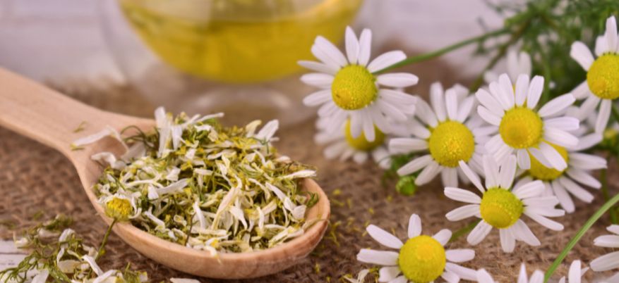 Tutte le proprietà della camomilla per il nostro benessere