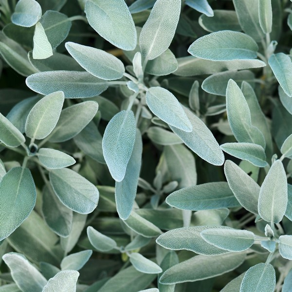 RAUSCH SH LUCEN ARG SALV 200ML