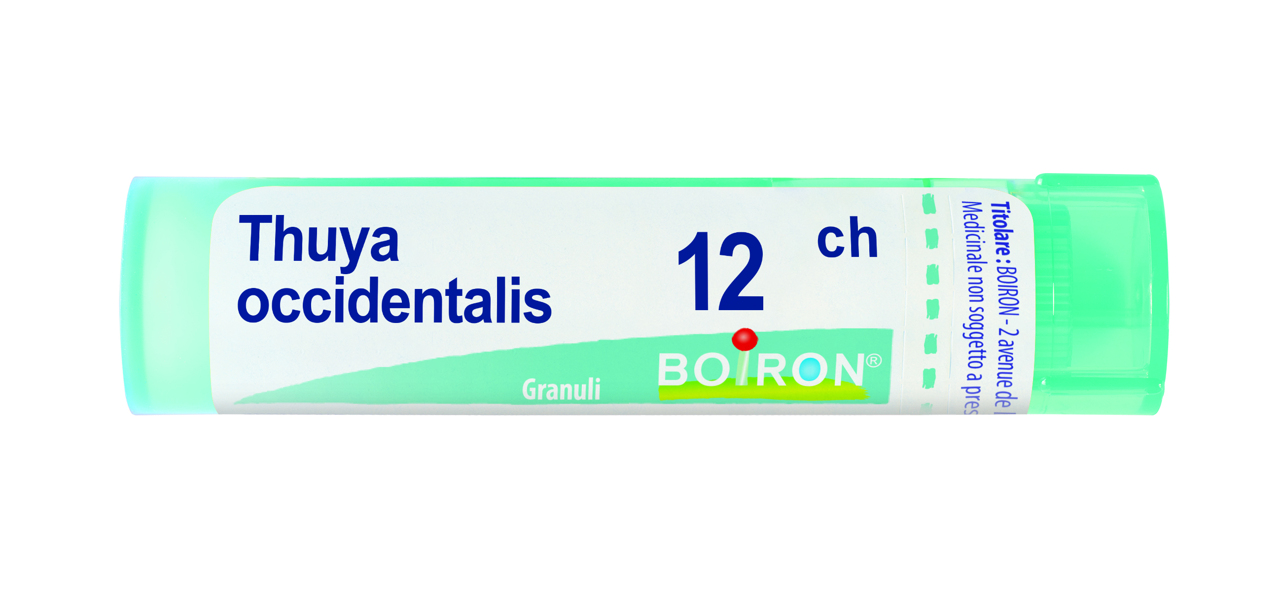 BO.THUYA OCCIDENT 12CH GR