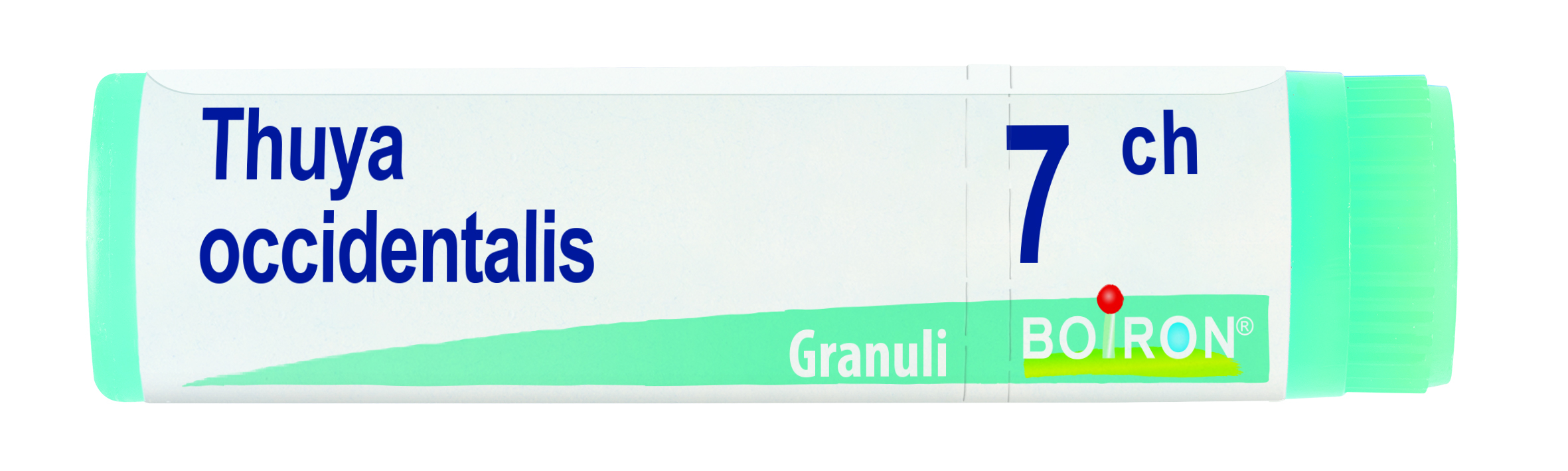 THUYA OCC.Dose   7CH