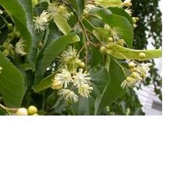 EIE Tiglio Gocce Integratore 30 ml