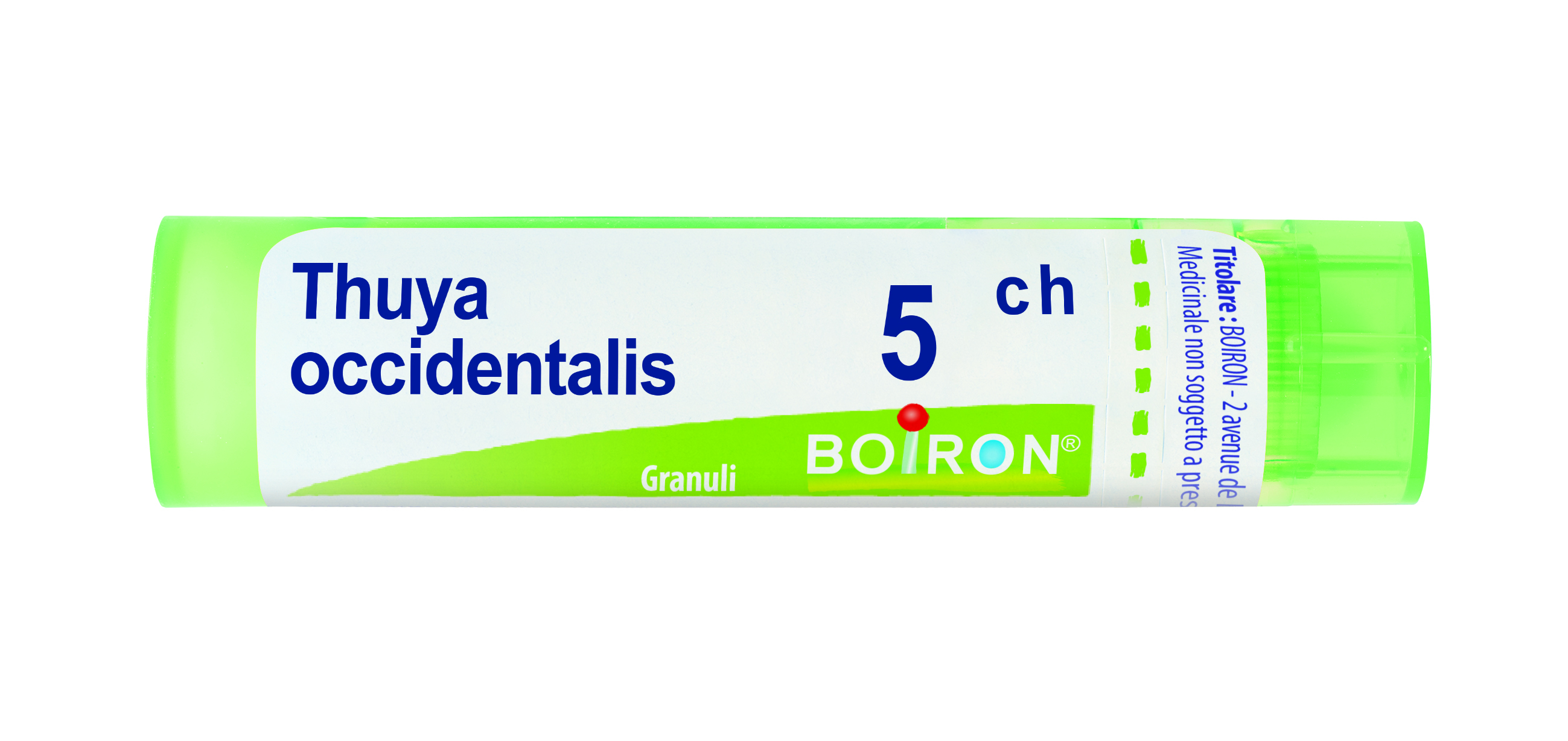 Thuya occident 5ch gr