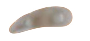 ORIONE OK P G114 CUSC ANELL DX