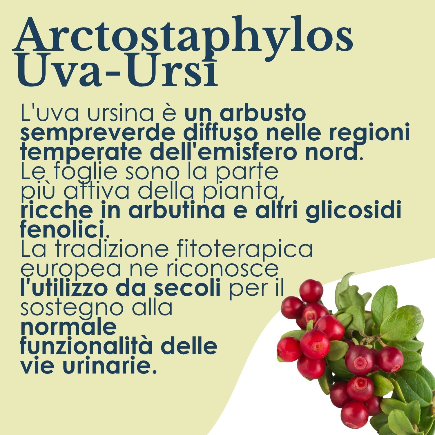 UVA URSINA 100CPS 430MG