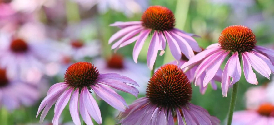 Echinacea: proprietà, benefici e quando assumerla