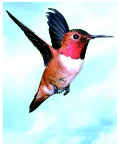 COLIBRI HUMMINGBIRD ESS 30ML