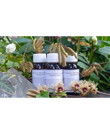 Labor Villa Stoddard 81c Satureja Montana Compositum Omeopatia