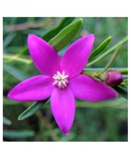 Natur Crowea Essenza 15ml