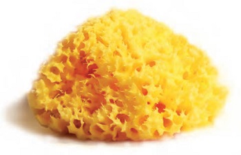 SPUGNA NAT MEDITE LAB ATENEI 8