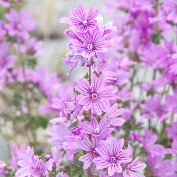 RAUSCH SPRAY VOLUM MALVA 100ML