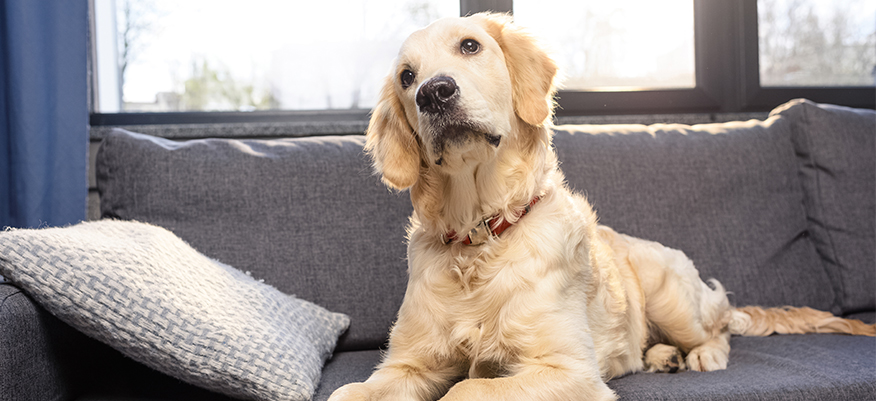 Animali domestici e Prevenzione del contagio: regole e consigli